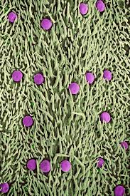 Attēlu rezultāti vaicājumam “Thymus vulgaris leaf”