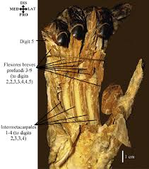 Attēlu rezultāti vaicājumam “Troglodytes troglodytes adult”