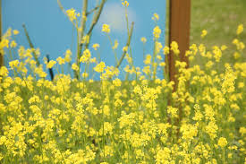 Attēlu rezultāti vaicājumam “Sinapis alba flower”