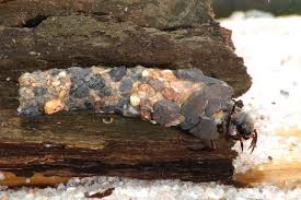 Attēlu rezultāti vaicājumam “Potamophylax”