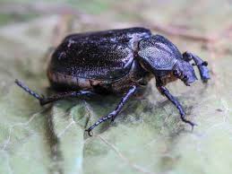 Attēlu rezultāti vaicājumam “Osmoderma barnabita”