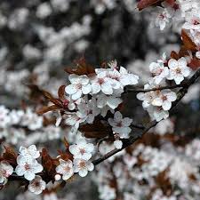 Attēlu rezultāti vaicājumam “Prunus cerasifera”
