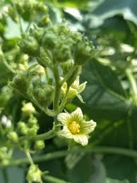 Attēlu rezultāti vaicājumam “Bryonia alba flower”