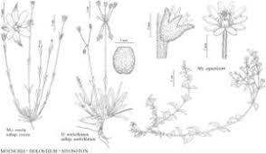 Attēlu rezultāti vaicājumam “Myosoton aquaticum”