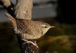 Attēlu rezultāti vaicājumam “Troglodytes troglodytes”