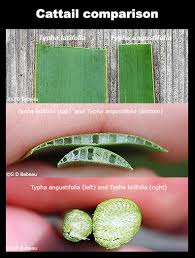 Attēlu rezultāti vaicājumam “Typha angustifolia  fruit”