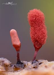 Attēlu rezultāti vaicājumam “Arcyria denudata macro”