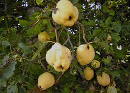 Attēlu rezultāti vaicājumam “Cydonia oblonga fruit”