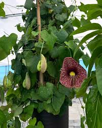 Attēlu rezultāti vaicājumam “Aristolochia durior flower”