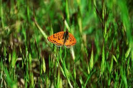 Attēlu rezultāti vaicājumam “Argynnis niobe”