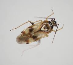 Attēlu rezultāti vaicājumam “Lygus pratensis imago”