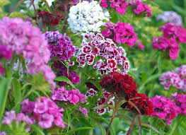 Image result for Dianthus barbatus