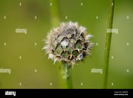 Attēlu rezultāti vaicājumam “Centaurea scabiosa bud”
