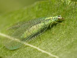 Attēlu rezultāti vaicājumam “Chrysopa”