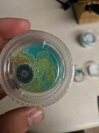 Attēlu rezultāti vaicājumam “Physarum conglomeratum spores”