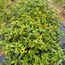 Image result for Sanvitalia procumbens