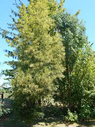 Attēlu rezultāti vaicājumam “Tilia platyphyllos Laciniata”