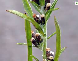 Attēlu rezultāti vaicājumam “Gnaphalium sylvaticum leaf”