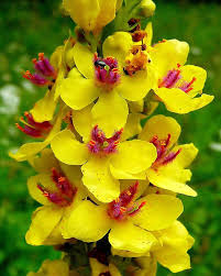 Image result for Verbascum nigrum