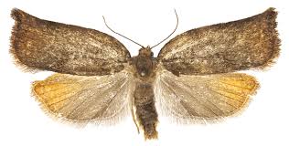 Attēlu rezultāti vaicājumam “Archips podana female”