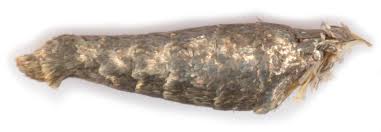 Attēlu rezultāti vaicājumam “Hypochalcia ahenella”