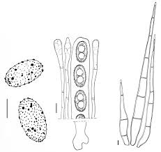 Attēlu rezultāti vaicājumam “Humaria hemisphaerica”