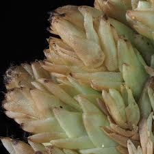 Attēlu rezultāti vaicājumam “Sphagnum compactum”