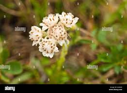 Attēlu rezultāti vaicājumam “Antennaria dioica female flower”