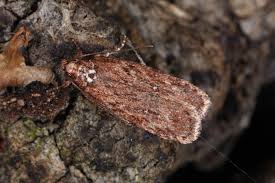 Attēlu rezultāti vaicājumam “Depressaria olerella”