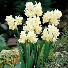 Attēlu rezultāti vaicājumam “Narcissus leaf”