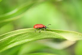 Attēlu rezultāti vaicājumam “Lilioceris lilii”