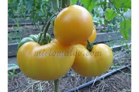 Afbeeldingsresultaat voor cabin tomato