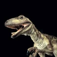 Attēlu rezultāti vaicājumam “Canephora hirsuta larva”