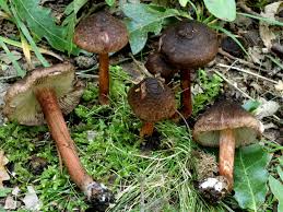 Attēlu rezultāti vaicājumam “Inocybe lanuginosa”