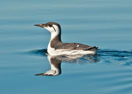 Image result for Uria aalge