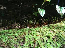 Attēlu rezultāti vaicājumam “Aulacomnium androgynum sporophyte”