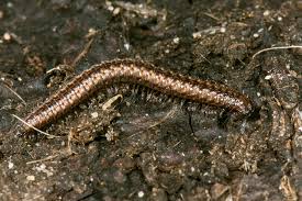 Attēlu rezultāti vaicājumam “Craspedosoma rawlinsi”