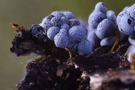 Attēlu rezultāti vaicājumam “Badhamia utricularis spores”