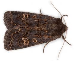 Attēlu rezultāti vaicājumam “Tholera decimalis female”