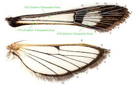 Attēlu rezultāti vaicājumam “Semioscopis avellanella imago”