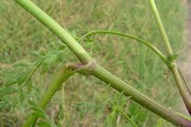 Image result for Daucus carota