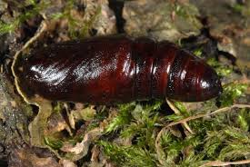 Attēlu rezultāti vaicājumam “Pheosia gnoma”