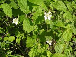 Attēlu rezultāti vaicājumam “Rubus caesius flower”