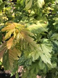 Attēlu rezultāti vaicājumam “Acer pseudoplatanus fo. purpurascens leaf”