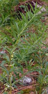 Attēlu rezultāti vaicājumam “Polygonatum verticillatum”