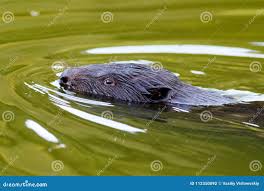 Attēlu rezultāti vaicājumam “Castor fiber”