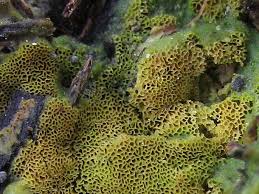 Attēlu rezultāti vaicājumam “Ceratiomyxa porioides plasmodium”