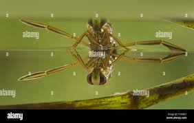 Attēlu rezultāti vaicājumam “Notonecta glauca”