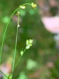 Attēlu rezultāti vaicājumam “Carex disperma”