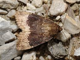 Attēlu rezultāti vaicājumam “Amphipyra perflua”